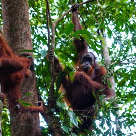 Sumatra Orangutan Discovery Villa Букит-Лаванг Экстерьер фото