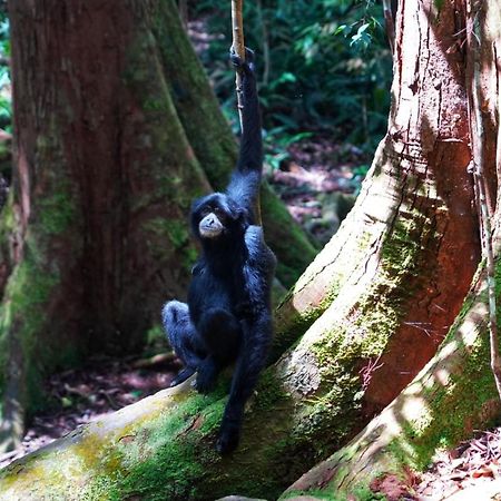 Sumatra Orangutan Discovery Villa Букит-Лаванг Экстерьер фото