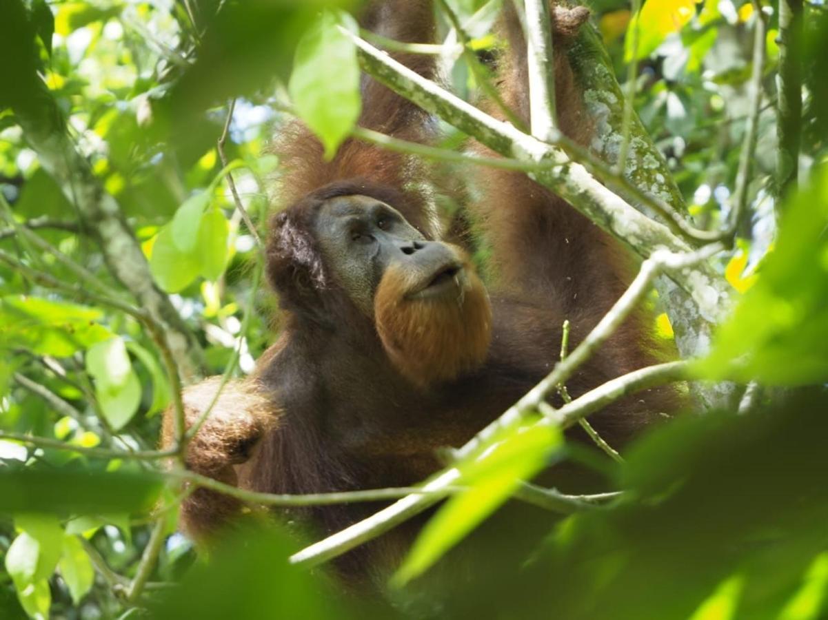 Sumatra Orangutan Discovery Villa Букит-Лаванг Экстерьер фото