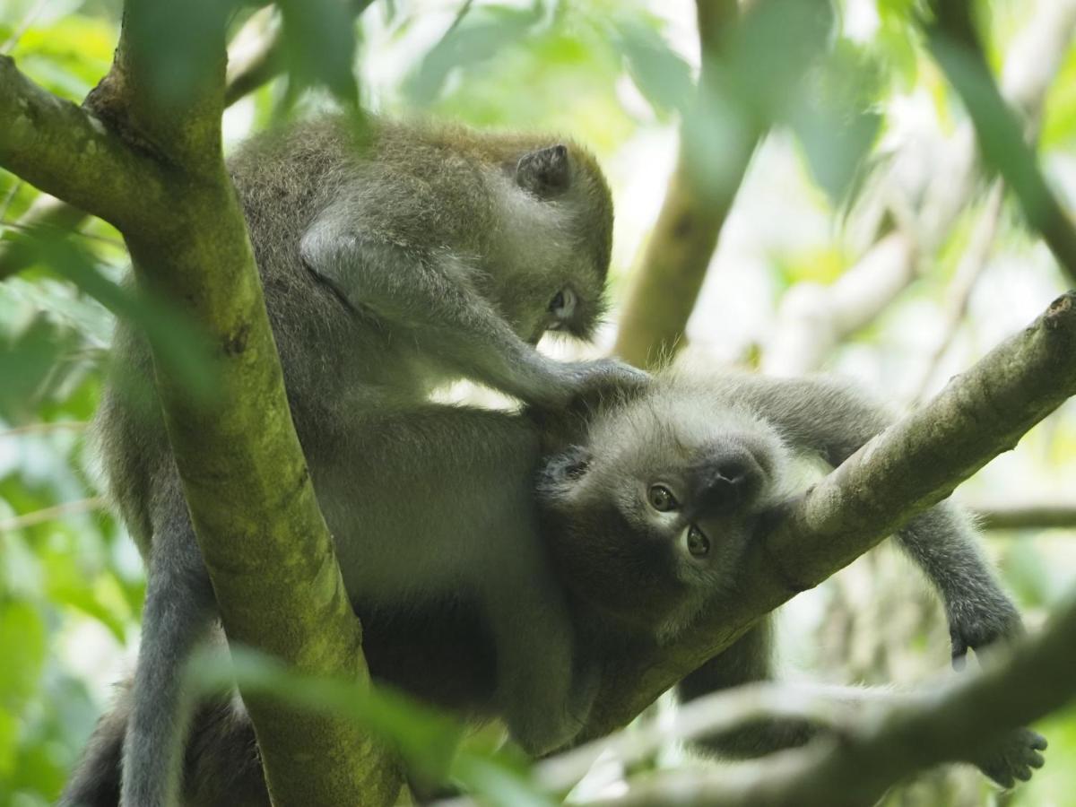 Sumatra Orangutan Discovery Villa Букит-Лаванг Экстерьер фото