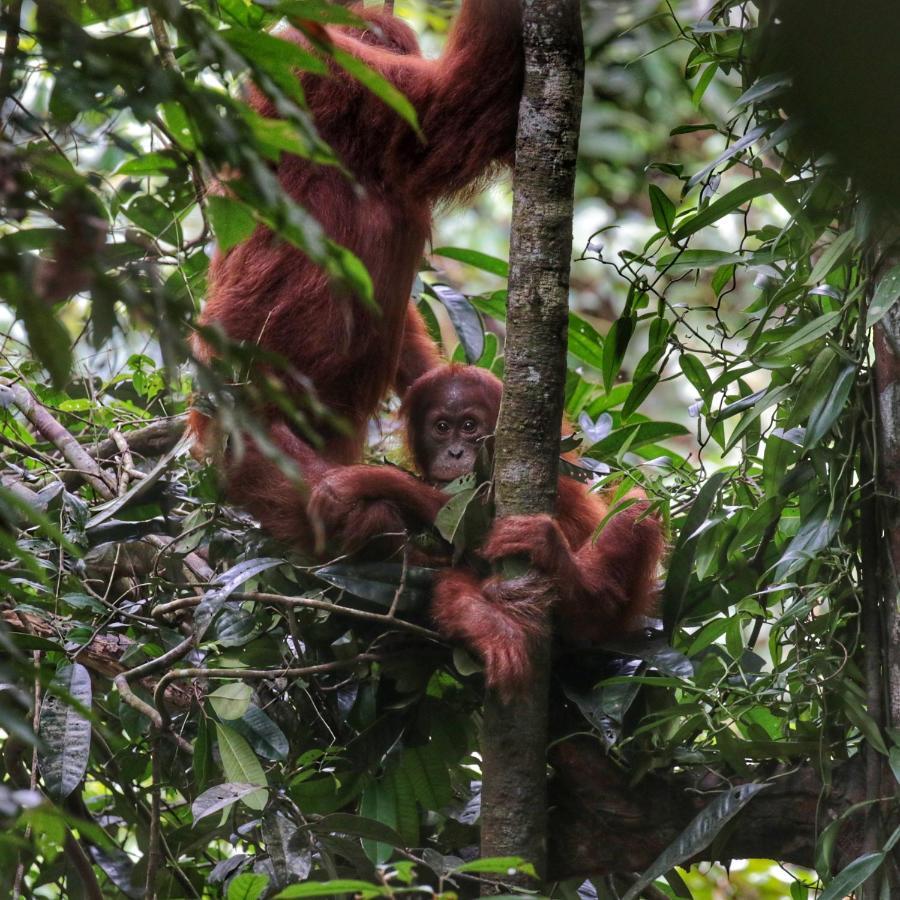 Sumatra Orangutan Discovery Villa Букит-Лаванг Экстерьер фото