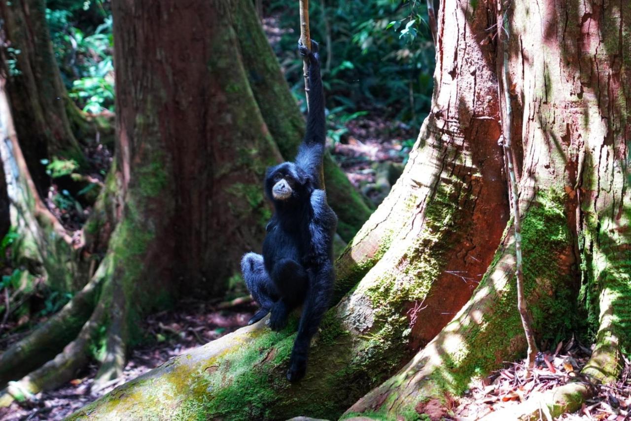 Sumatra Orangutan Discovery Villa Букит-Лаванг Экстерьер фото